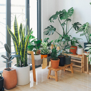 indoor plants